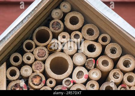 mason Biene oder Mauerwerk Biene versiegelt den Eingang zu ihren Eizellen mit Schlamm, Sand, den sie mit ihrem Speichel mischen. Stockfoto