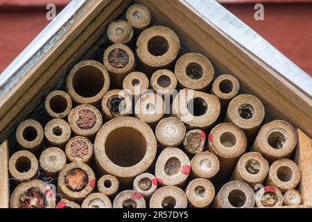 mason Biene oder Mauerwerk Biene versiegelt den Eingang zu ihren Eizellen mit Schlamm, Sand, den sie mit ihrem Speichel mischen. Stockfoto