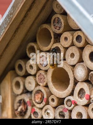 mason Biene oder Mauerwerk Biene versiegelt den Eingang zu ihren Eizellen mit Schlamm, Sand, den sie mit ihrem Speichel mischen. Stockfoto