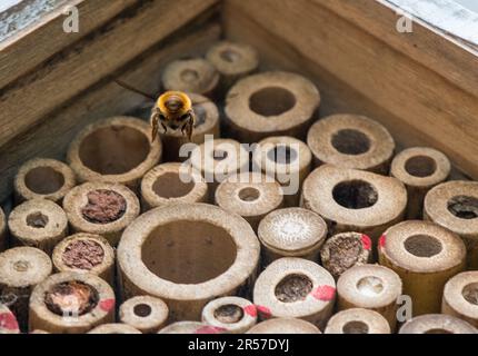 mason Biene oder Mauerwerk Biene versiegelt den Eingang zu ihren Eizellen mit Schlamm, Sand, den sie mit ihrem Speichel mischen. Stockfoto