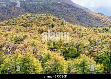 Farbenfroher Herbstwald Patagoniens, umgeben von Bergen in El Chalten, Argentinien Stockfoto