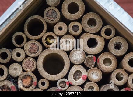 mason Biene oder Mauerwerk Biene versiegelt den Eingang zu ihren Eizellen mit Schlamm, Sand, den sie mit ihrem Speichel mischen. Stockfoto