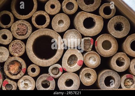 Patchwork-Blattschneider Biene, Megachile Centuncularis, versiegelt den Eingang zu ihren Eizellen mit Blättern, die sie zu einem Fruchtfleisch kauen und mit Speichel mischen. Stockfoto