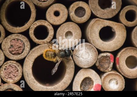 mason Biene oder Mauerwerk Biene versiegelt den Eingang zu ihren Eizellen mit Schlamm, Sand, den sie mit ihrem Speichel mischen. Stockfoto