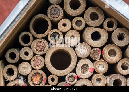 Patchwork-Blattschneider Biene, Megachile Centuncularis, versiegelt den Eingang zu ihren Eizellen mit Blättern, die sie zu einem Fruchtfleisch kauen und mit Speichel mischen. Stockfoto