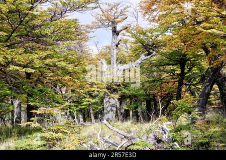 Farbenfroher Herbstwald Patagoniens, umgeben von Bergen in El Chalten, Argentinien Stockfoto