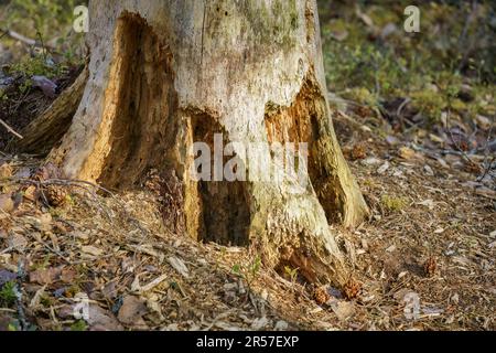 Fuß eines alten verfallenen Baumes, Nahaufnahme Stockfoto