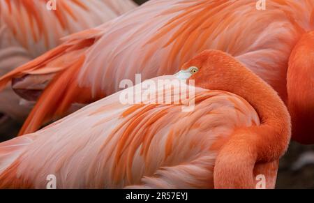 Rosa Flamingo schläft mit dem Kopf im Flügel Stockfoto