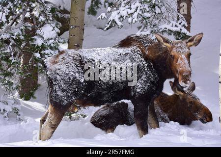 Elche im Winter in den Rockies Stockfoto