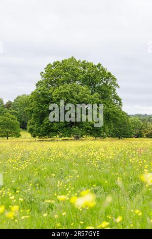 Warwickshire, Vereinigtes Königreich - Mai 2023: Eine reife englische Eiche (Quercus robur) steht auf einem Feld mit Wiesenbutterbeeren (Ranunculus acris). Stockfoto