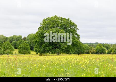 Warwickshire, Vereinigtes Königreich - Mai 2023: Eine reife englische Eiche (Quercus robur) steht auf einem Feld mit Wiesenbutterbeeren (Ranunculus acris). Stockfoto