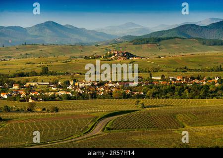 Mittelalterliches Dorf in den Weinbergen, Ribeauville, Grand Est, Haut-Rhin, Elsass, Frankreich Stockfoto