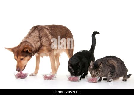 Hauskatzen und Mischhunde, Kotze, Barfen, rohes Futter, rohe Fütterung Stockfoto