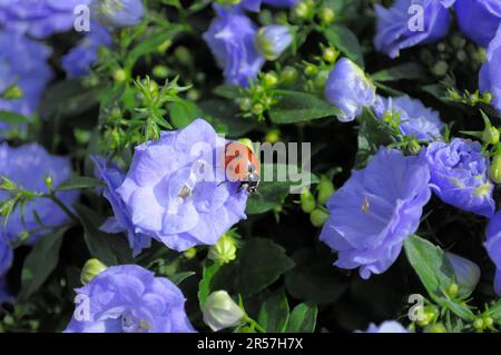 Double bellflower (Campanula) with ladybird in the garden Bali, seven-spott ladybird (Coccinella septempunctata), seven-spot Stock Photo