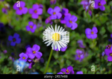 Gänseblümchen (Bellis perennis) in blauem Kissen, Gänseblümchen, ganzjähriger Gänseblümchen, Massive Gänseblümchen, Centaury, Fliegenbusch (Aubrieta deltoidea) Stockfoto