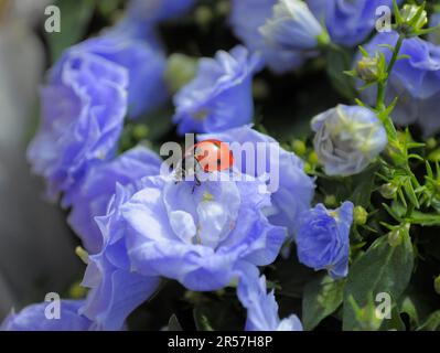 Doppelbellblume (Campanula) mit Marienkäfer im Garten Bali, Seven-spott Marienkäfer (Coccinella septempunctata), Sieben-Punkt Stockfoto