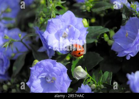 Doppelbellblume (Campanula) mit Marienkäfer im Garten Bali, Seven-spott Marienkäfer (Coccinella septempunctata), Sieben-Punkt Stockfoto