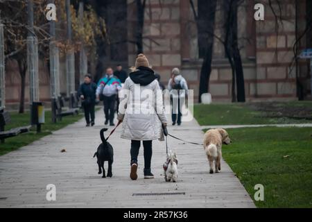 Weibliche professionelle Hundegängerin, die Hunde im Park trainiert Stockfoto