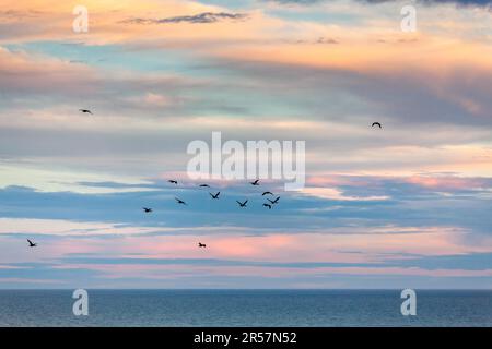 Gesichtet (Phalacrocorax punctatus) Shags fliegen bei Sonnenuntergang nach Hause Stockfoto