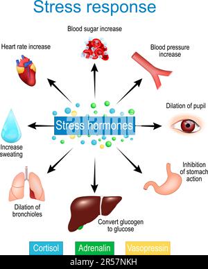 Stressreaktion. Kampf-oder-Flucht-Reaktion. Adrenalin- und Cortisolsekretion. Stresshormone. Sympathisches Nervensystem. Vektordarstellung Stock Vektor