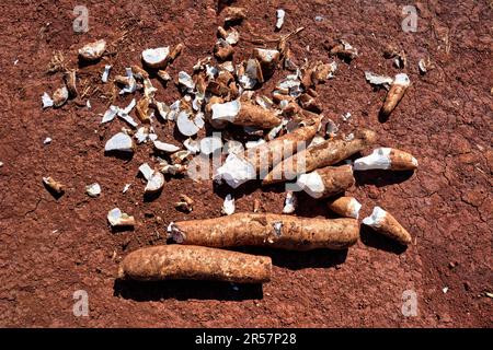 Kassava (Manihot esculenta, Kassava, Maniok oder Yuca) Wurzeln, in der Sonne geschnitten und getrocknet. Stockfoto