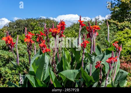 Canna x generalis Blüte in Neuseeland Stockfoto