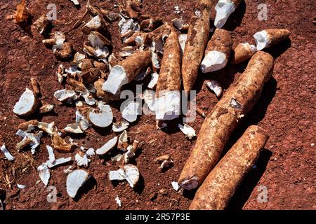 Kassava (Manihot esculenta, Kassava, Maniok oder Yuca) Wurzeln, in der Sonne geschnitten und getrocknet. Stockfoto