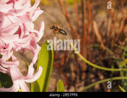 Eine Biene sammelt Pollen in einer Hyazinthen Blume, Frühling, nützliche Insekten Stockfoto