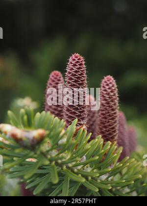 Koreana, bestäubende weibliche Zapfen, Nahaufnahme Stockfoto