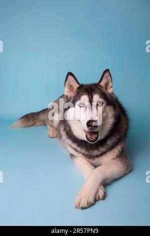 Ein sibirischer Husky mit verschieden farbigen Augen liegt auf blauem Hintergrund mit gekreuzten Pfoten. Stockfoto