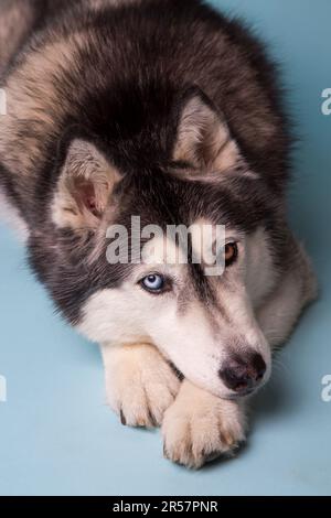 Ein sibirischer Husky mit verschieden farbigen Augen liegt auf blauem Hintergrund mit gekreuzten Pfoten. Stockfoto