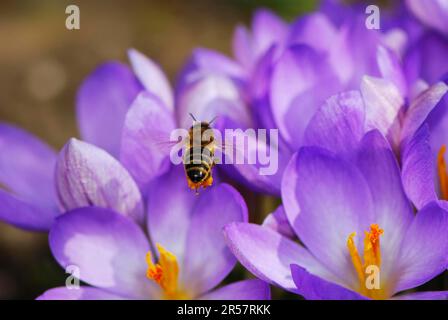 Makro einer Honigbiene, die zu violetten Krokusblüten fliegt Stockfoto