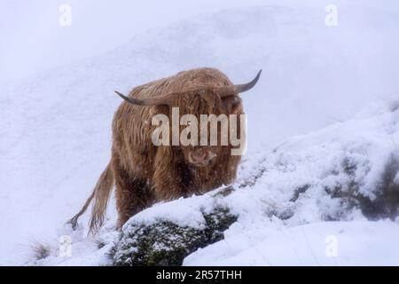 Highland Cow in the Snow, Pentland Hills, Edinburgh Stockfoto