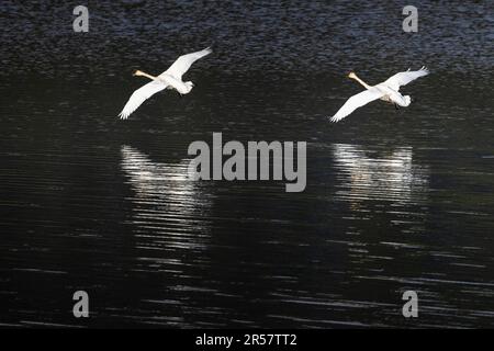 Ein paar Trompeterschwäne, die tief fliegen, um in Oxbow Bend zu landen. Grand Teton Nationalpark, Wyoming Stockfoto