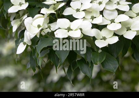 Chinesischer blühender Hundsholz oder blühender Hundsholz in voller Blüte Stockfoto