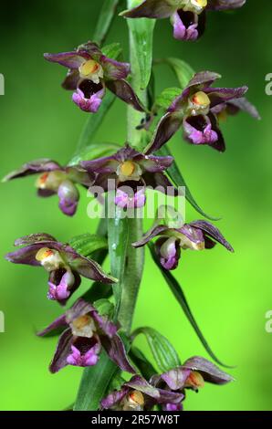 Breitblättriger Helleborine (Epipactis helleborine) Blütenansicht aus der Nähe Stockfoto