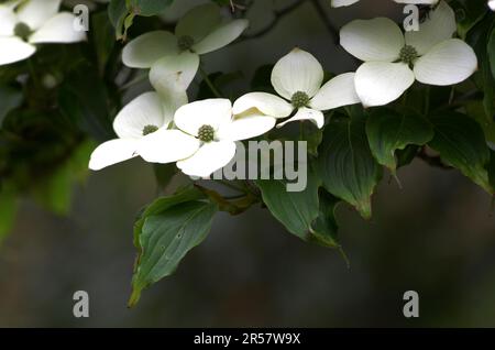 Chinesischer blühender Hundsholz oder blühender Hundsholz in voller Blüte Stockfoto