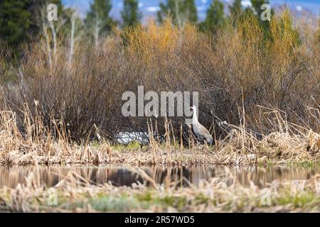 Ein Sandhügelkran, der am Ufer eines Teiches unter Weidenbüschen steht. Grand Teton Nationalpark, Wyoming Stockfoto