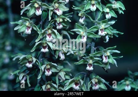 Breitblättriger Helleborin (Epipactis helleborine) Stockfoto