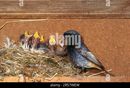 Schwarzer Redstart, männlich im Nest mit Young Stockfoto