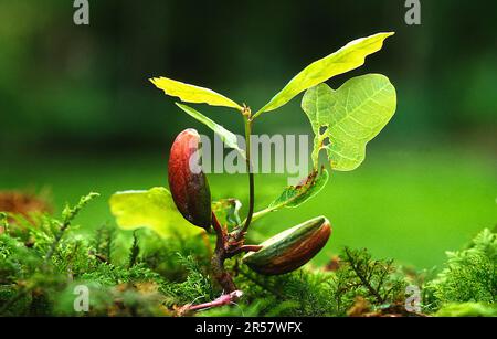 Eichenkeimling, Eichenkeimling, Eichenkeimfähigkeit Stockfoto