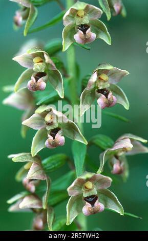 Breitblättriger Helleborin (Epipactis helleborine) Stockfoto