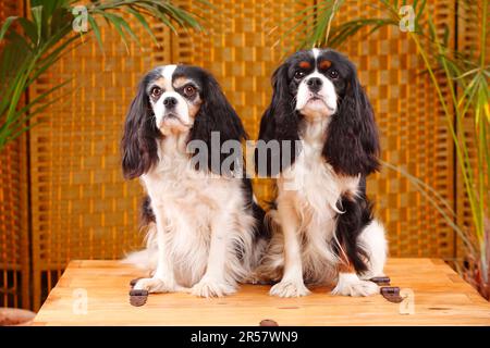 Cavalier King Charles Spaniel, paar, Tricolor Stockfoto