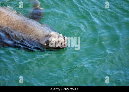 Seelöwen im Wasser, Schnauze, Wildtiere, Nationalpark, Ucluelet, Küste, Pazifik, British Columbia, Kanada Stockfoto