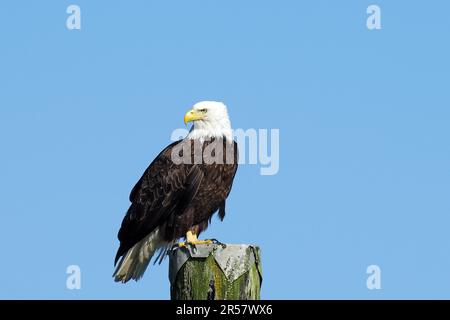 Erwachsener Weißkopfseeadler sitzt auf einem Holzpfahl, Wildtiere, Ucluelet, Küste, Pazifik, British Columbia, Kanada Stockfoto