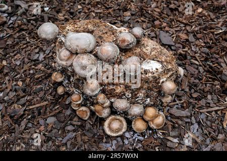 Pilzschiitake (Lentinula edodes) Stockfoto