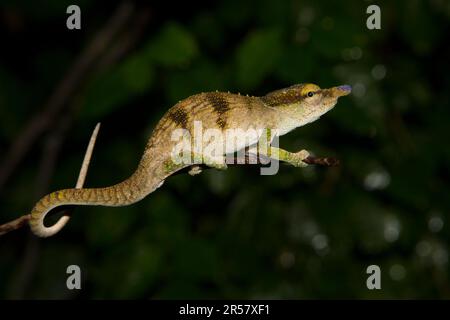 Männliches Chamäleon (Calumma linotum) am Ast, männlich mit blauer Nase, im Regenwald von Montagne d'Ambre, Nordmadagaskar, Madagaskar Stockfoto