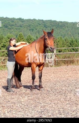 Physiotherapie Beim Pferd Stockfoto