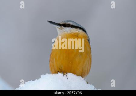 Eurasian Nuthatch, Nordrhein-Westfalen, Deutschland Stockfoto