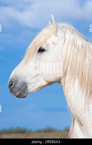 Hengst, Bouches du Rhone, Camargue, Südfrankreich, Camargue Hengst, Weißer Hengst Stockfoto